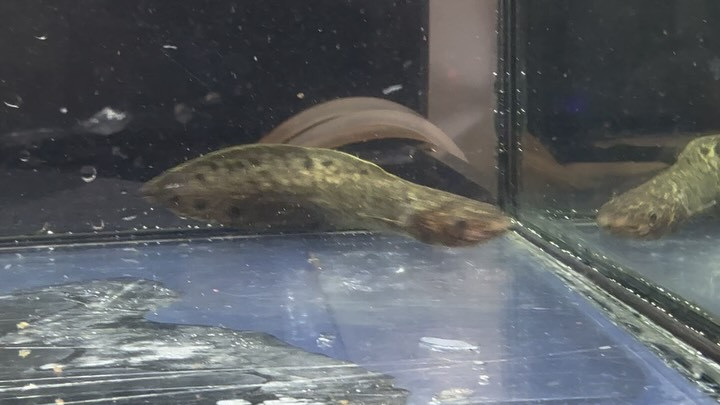 ネオケラトドゥス フォルステリ③10cm