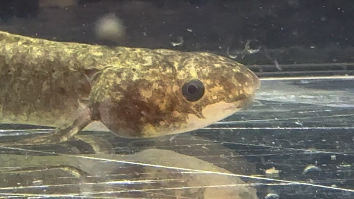 ネオケラトドゥス フォルステリ②10cm