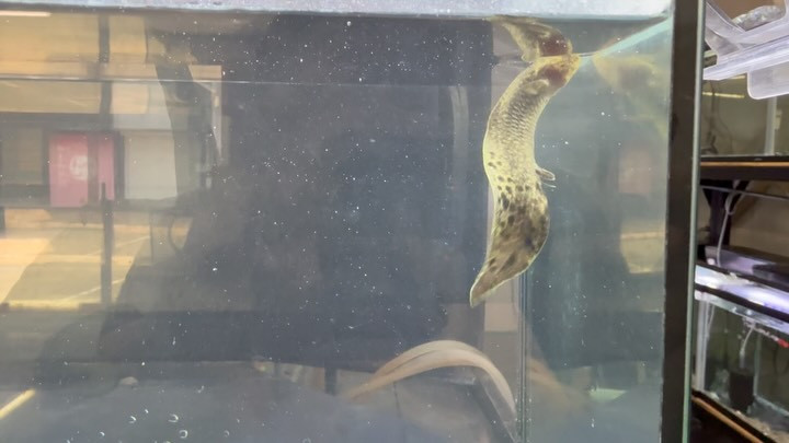 ネオケラトドゥス フォルステリ①11cm