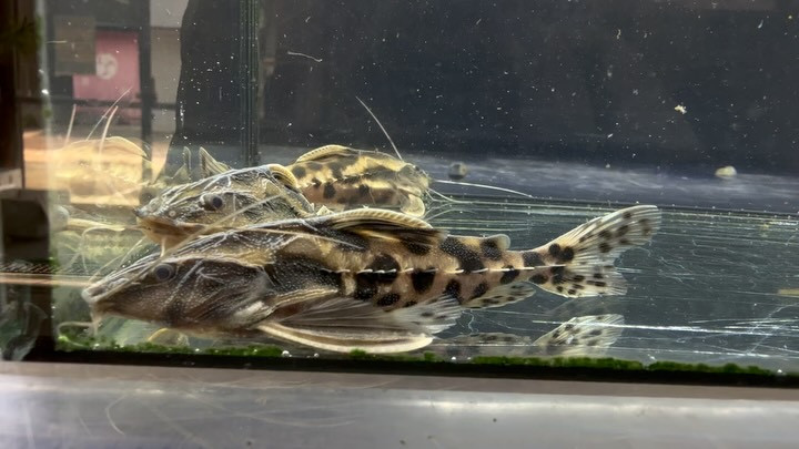 【特価】メガロドラス 10cm±