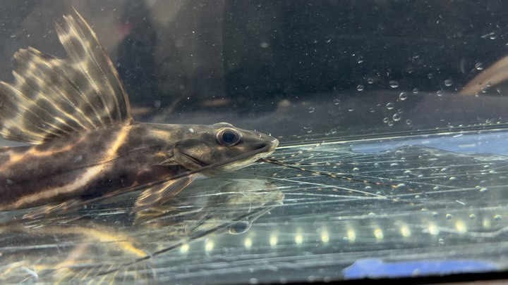 イエローセルフィンキャット20cm±