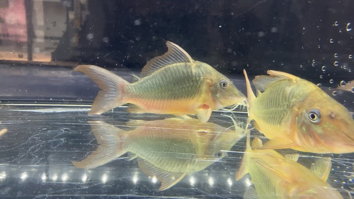 ロングノーズブロキス 7〜10cm