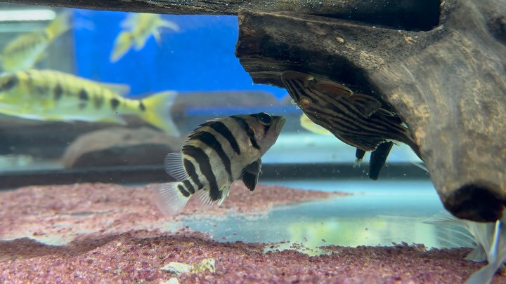 ダトニオプラスワン スマトラ産 6cm±