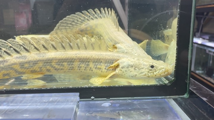 Po.アンソルギー 12cm±