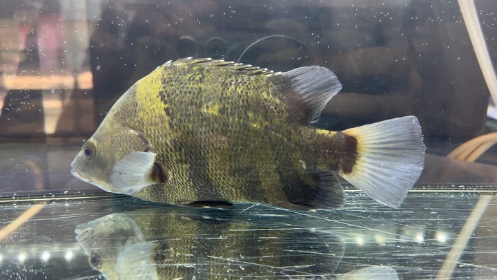 ニューギニアダトニオ ① 22cm±