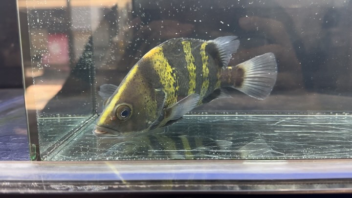 ニューギニアダトニオ ② 21cm±