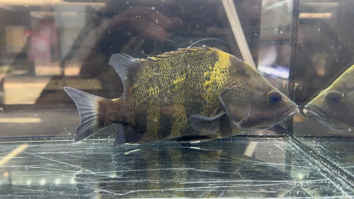 ニューギニアダトニオ③ 21cm±