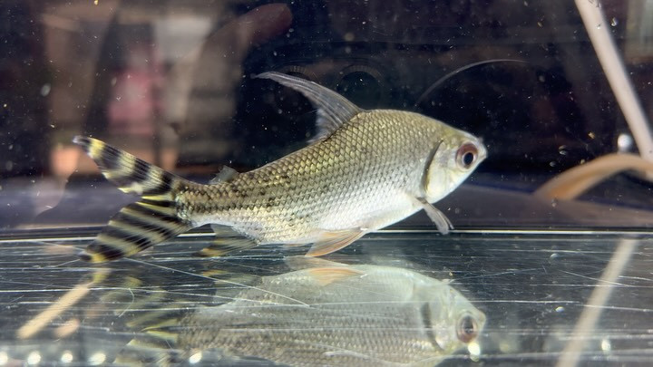 カラープロキロダス（ イエローフラッグ ）   16cm± 