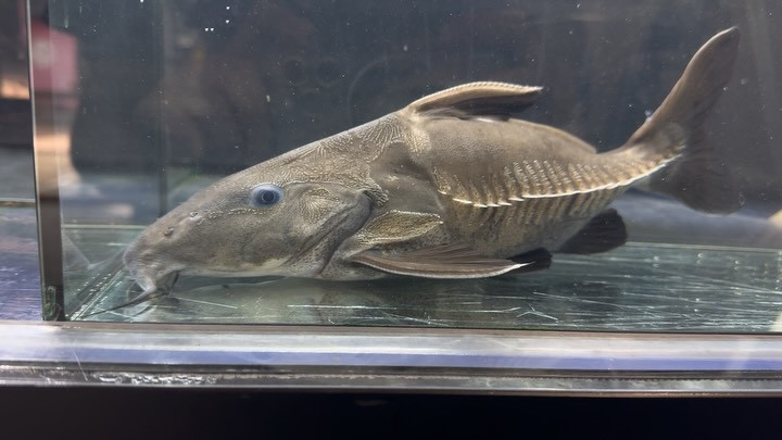 オキシドラス ショートボディ  29cm±