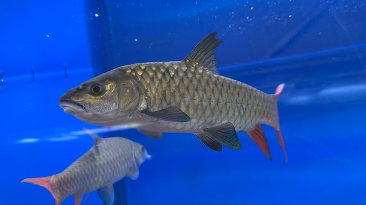 ラベオバルブスsp.