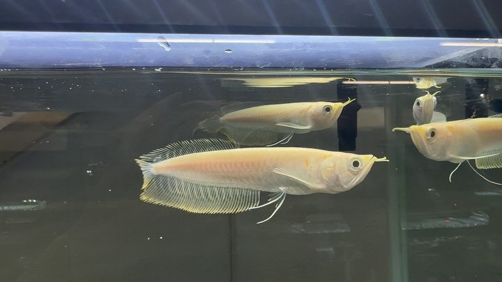 アルビノシルバーアロワナ  13cm±