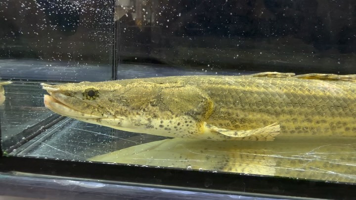 Po.ビキールsp.コウロントン ギニア 20up①29cm±