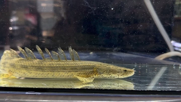 Po.ビキールsp.コウロントン ギニア 20up ②29cm