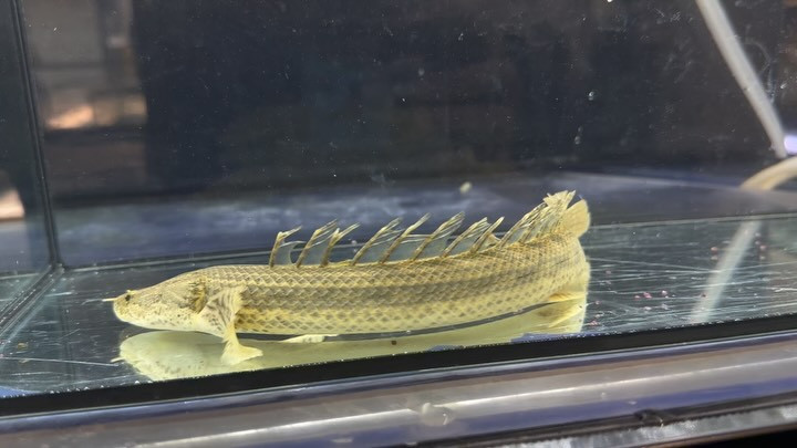 Po.ビキールsp.コウロントン ギニア 20up  ③29cm