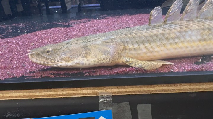 Po.ギニアラプラディ(インボイスアンソル) 58cm±