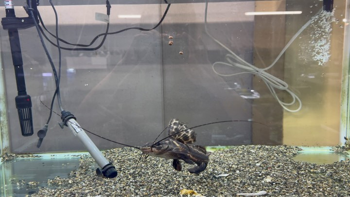 イエローセルフィンキャット 20cm±