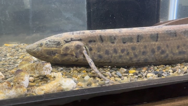 プロトプテルスアネクテンス ③40cm±