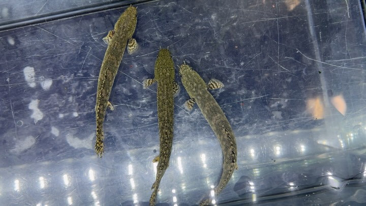 Po.オルナティピンニス タンガニーカ湖(マラガラシ川)産 14〜19cm±