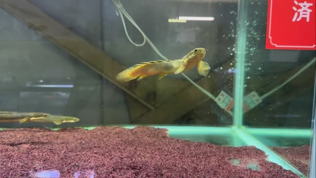 Po.セネガルス ナイジェリア産 22〜23cm