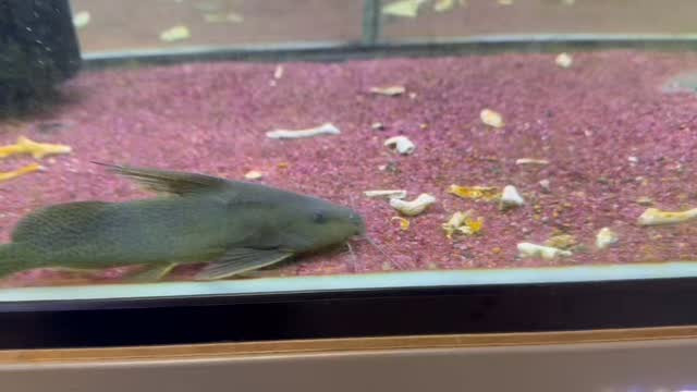 アクアライフに掲載された個体🐟