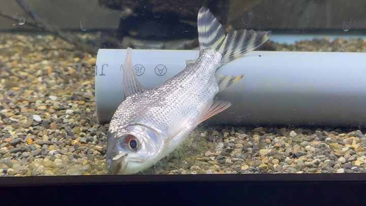 カラープロキロダス イエローフラッグ 15cm±