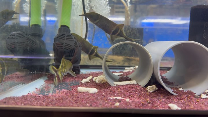 エレファントノーズ 16〜18cm±