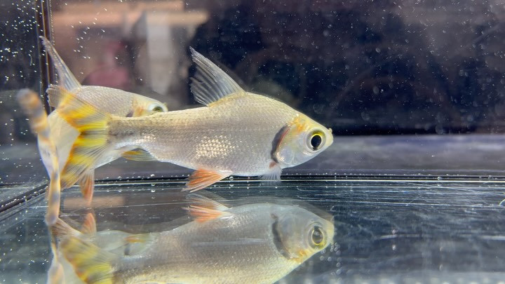 カラープロキロダス 11〜13cm±