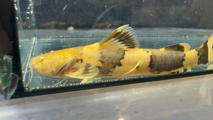 ジャウーペドラ イリニダ 産 9cm±