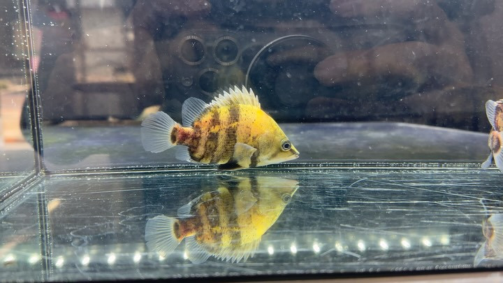 ニューギニアダトニオ 10〜11cm±