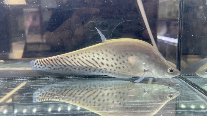 ロイヤルナイフ ①24cm±