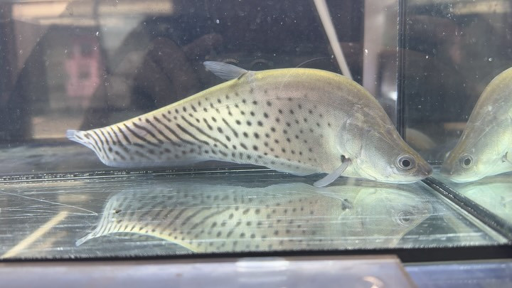 ロイヤルナイフ ②24cm±