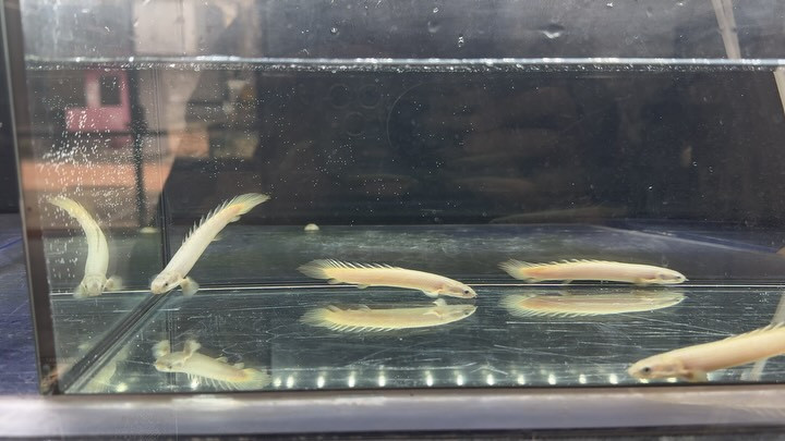 Po.セネガルス 10〜11cm±