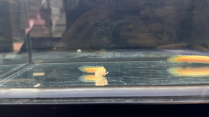 Po.セネガルス アルビノ 8〜10cm±