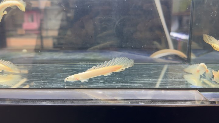 Po.セネガルス ホワイトロングフィン 8〜9cm±