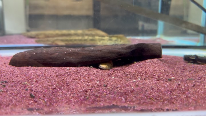 ジャウーペドラ イリニダ産 9cm±