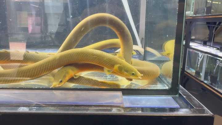 アミメウナギ 23〜28cm±