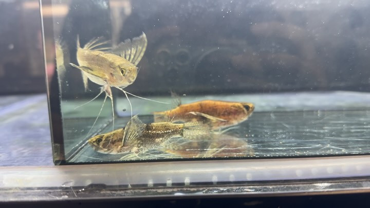 バタフライフィッシュ 9〜11cm±