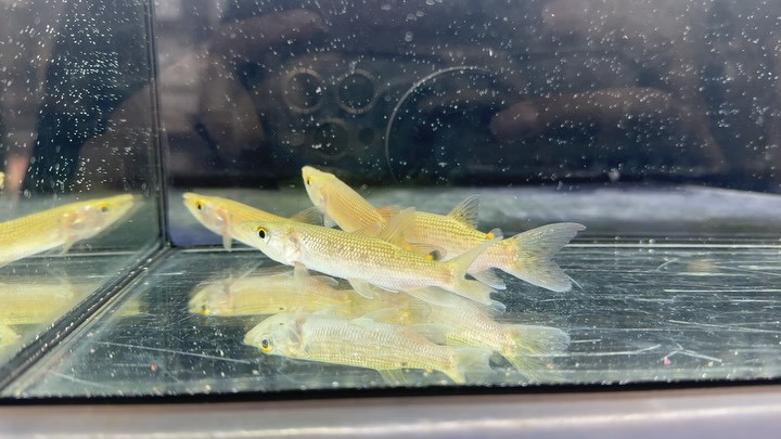  アフリカンパイクカラシン 10〜13cm±