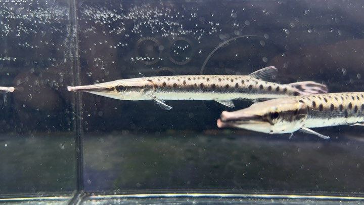 マーブルハイドロシナスガー 16〜18cm± コロンビア産