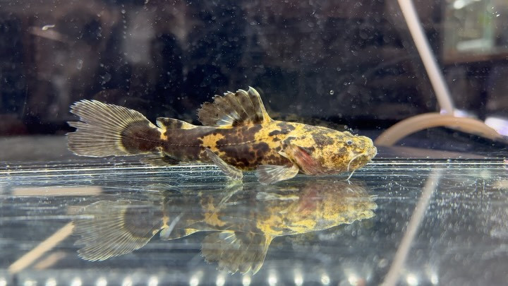 オレンジキャット 12cm± コロンビア産