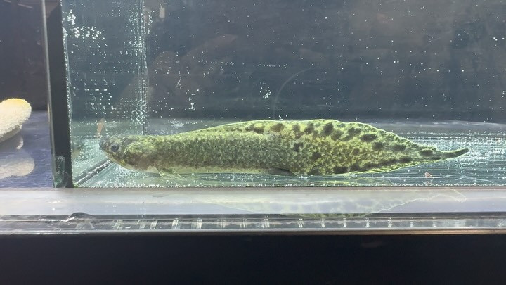 【カミハタ証明書付】 ネオケラトドゥス フォルステリ ①15cm±