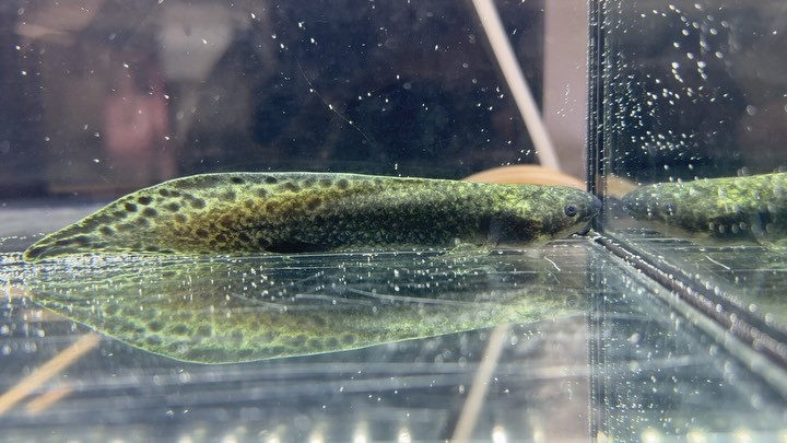 【カミハタ証明書付】 ネオケラトドゥス フォルステリ ②15cm±