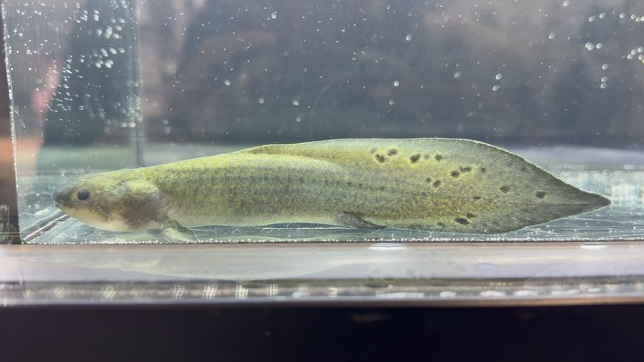 【カミハタ証明書付】 ネオケラトドゥス フォルステリ ③17cm±