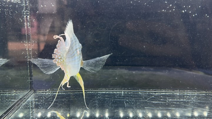 レッドゲオ ショートボディ 14cm±