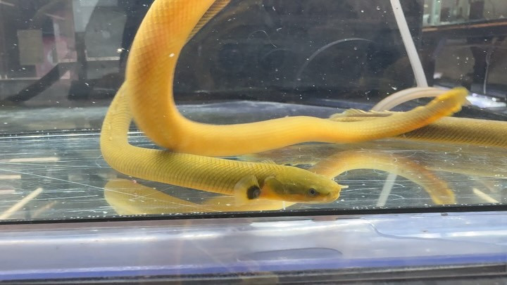 アミメウナギ 23〜27cm