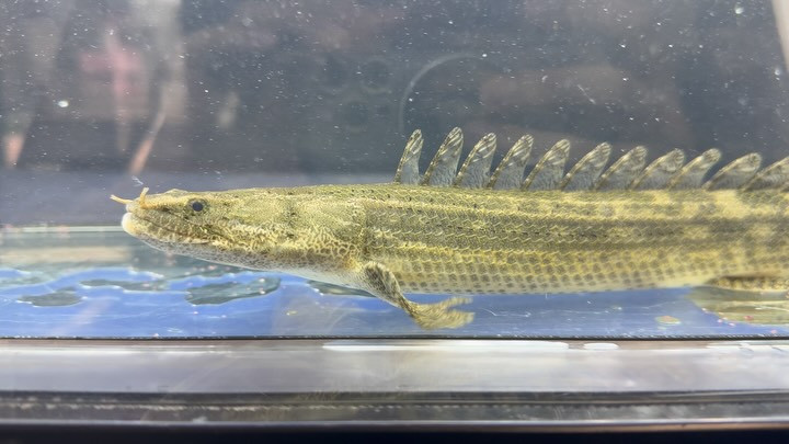 【下取り】 Po.ビキールsp.コウロントン 31cm