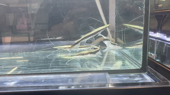 シャベルノーズキャット 10〜12cm±