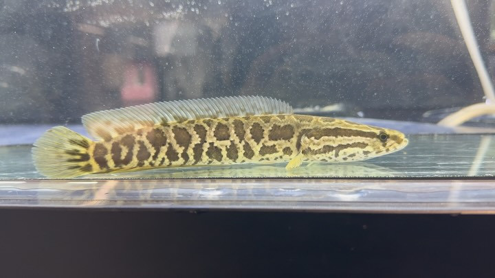 ライギョ② 20cm±