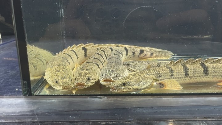 Po.デルヘッジ コンゴ産 17〜22cm