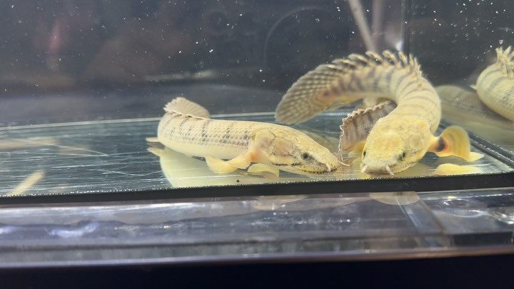 Po.ウィークシー コンゴ産 16〜19cm±